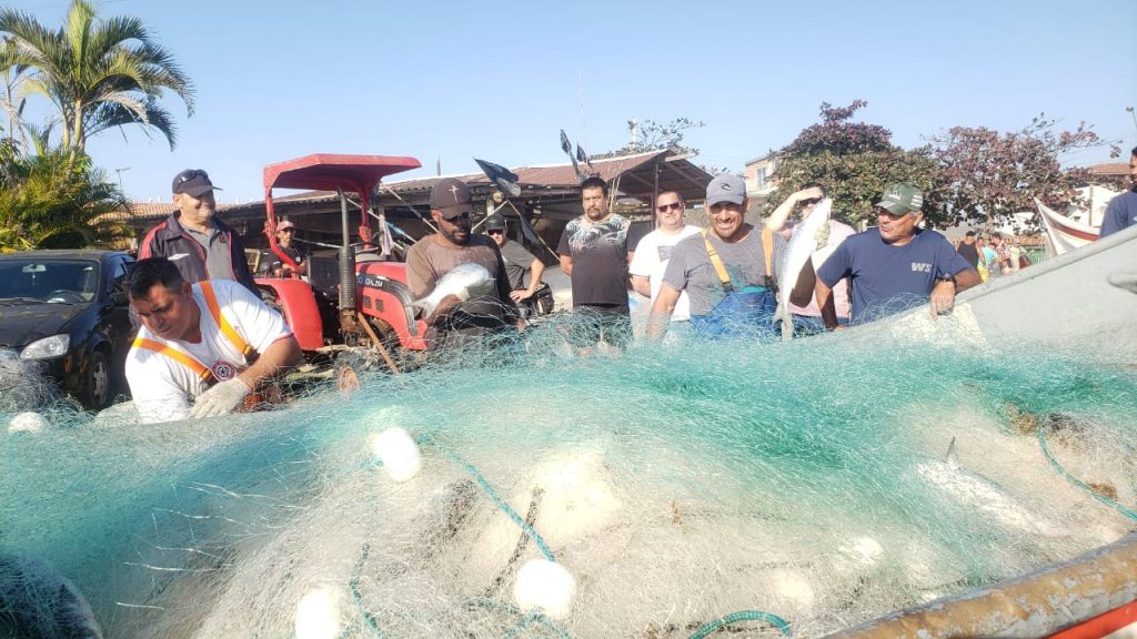 Ltimas Not Cias Pescadores Capturam Cinco Toneladas De Tainha Em