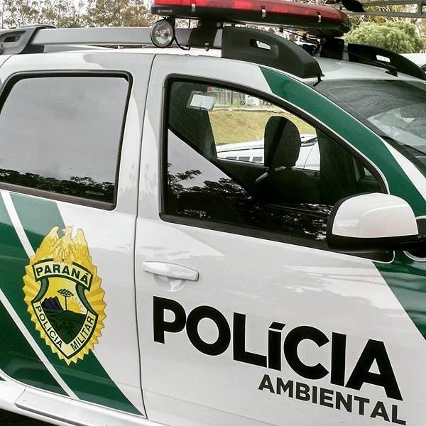 Últimas notícias Polícia encontra armas e cartuchos de munição de