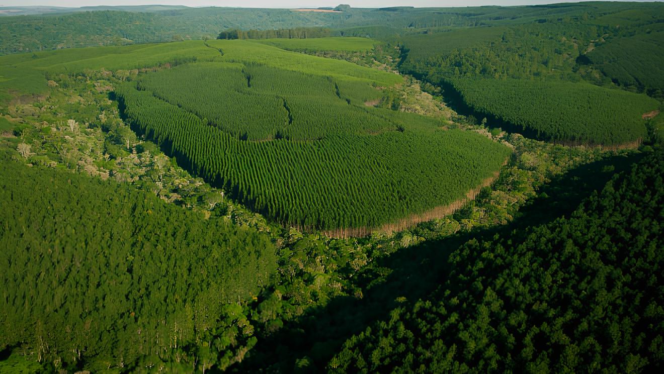 Florestas Plantadas Garantem Sustentabilidade E Bioeconomia