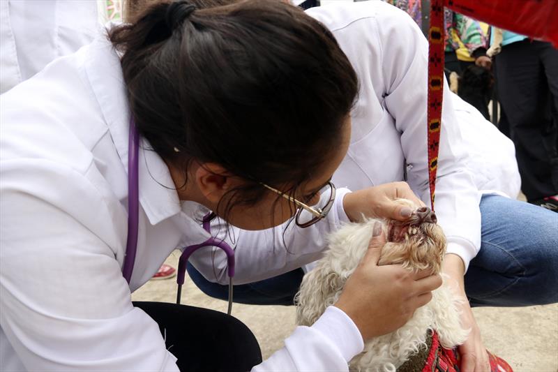  Avaliações clínicas de graça para cães e gatos são realizadas na Rua da Cidadania do Fazendinha