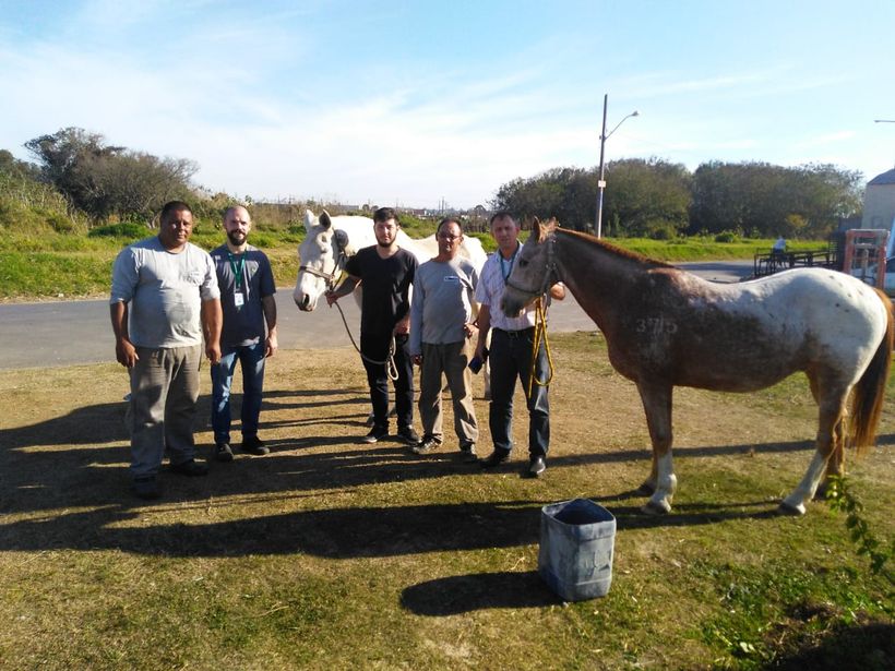  Cavalos roubados da Secretaria de Saúde são recuperados em Pinhais