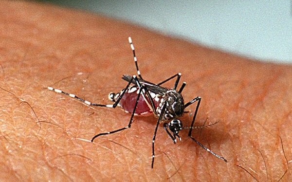 Crescimento da presença do mosquito da dengue preocupa autoridades de saúde