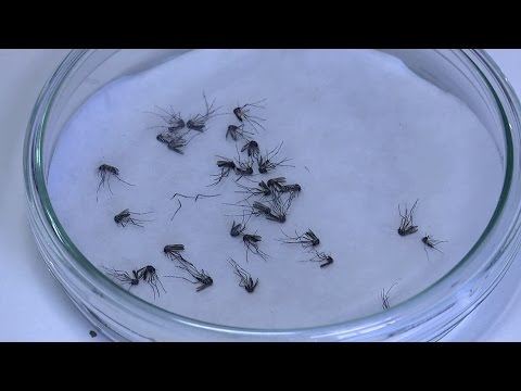  Chega a 925 o número de casos de dengue no Paraná