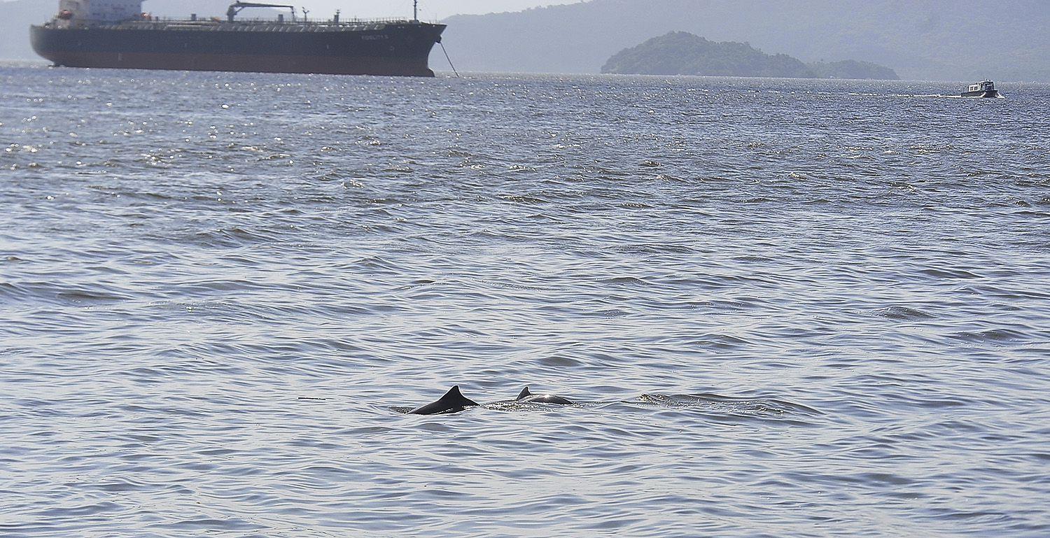  População de golfinhos aumenta nos arredores dos portos