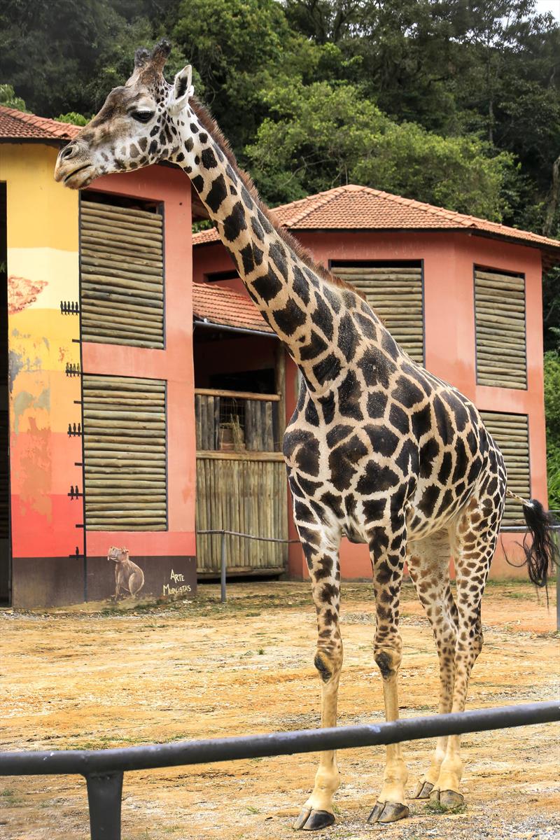  Mais de 10 mil pessoas visitaram o zoológico na semana de aniversário da girafa Pandinha