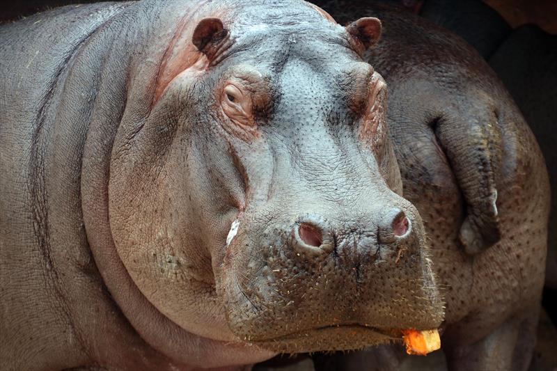  Com atrações para o público, hipopótamo nascida no Zoo de Curitiba comemora 6 anos