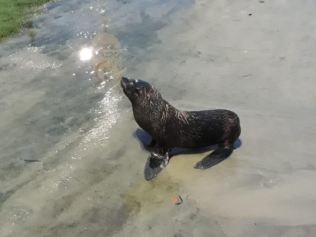  Lobo-Marinho que foi solto no mar é encontrado na praia de Ipanema