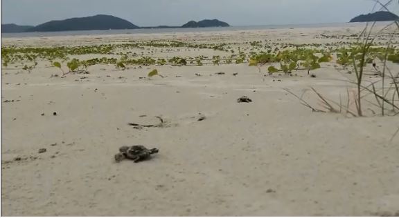  Em caso raro e inédito, filhotes de tartaruga-cabeçuda nascem no litoral paranaense