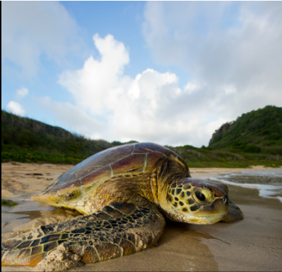  Número de tartarugas doentes dispara no litoral do Paraná