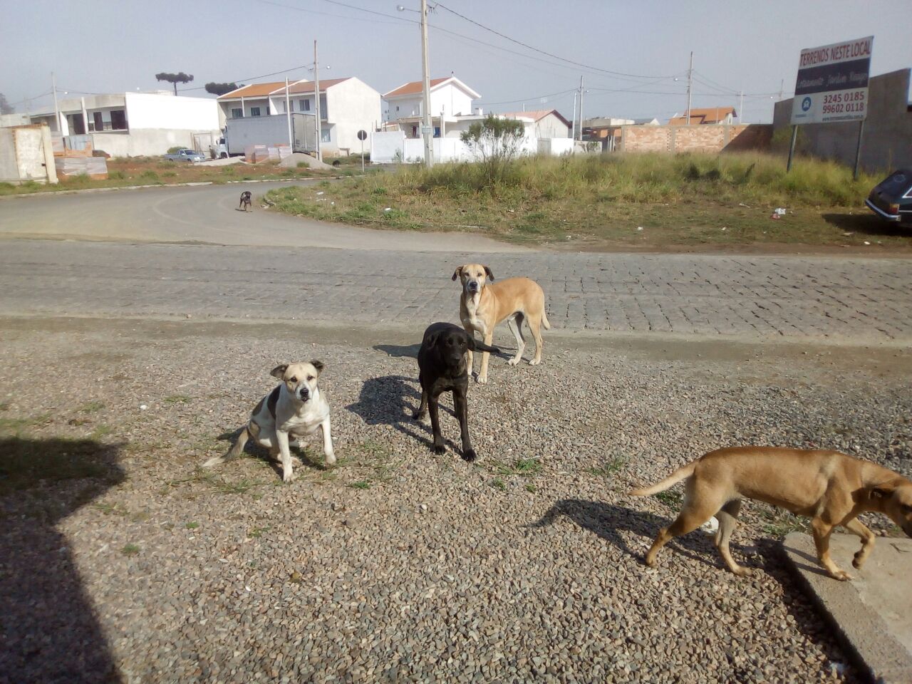 Prefeitura de São José dos Pinhais remove casinhas de cães comunitários em frente à casa de protetores
