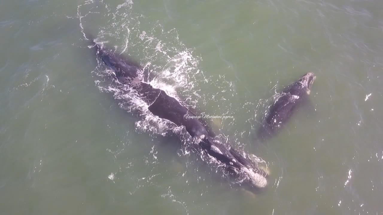  Baleia e filhote são filmados por drone no Paraná