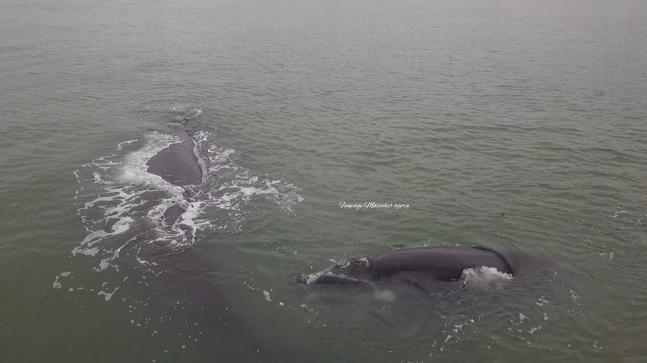  Baleia franca e filhote são vistos em praias no litoral do Paraná
