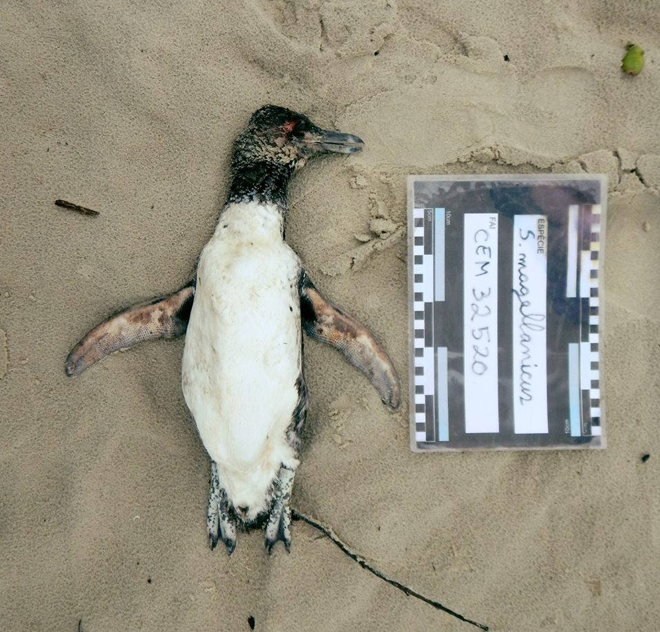  Em duas semanas, cerca de 350 pinguins são encontrados mortos no litoral