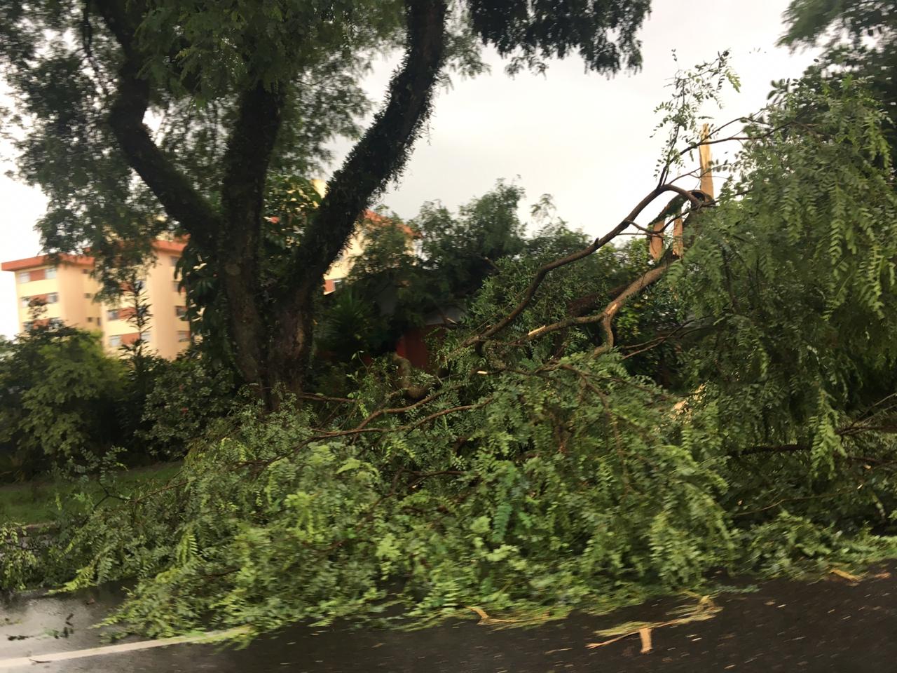  Com ventos de quase 60km/h, temporal causa estragos em Curitiba nesta quarta-feira