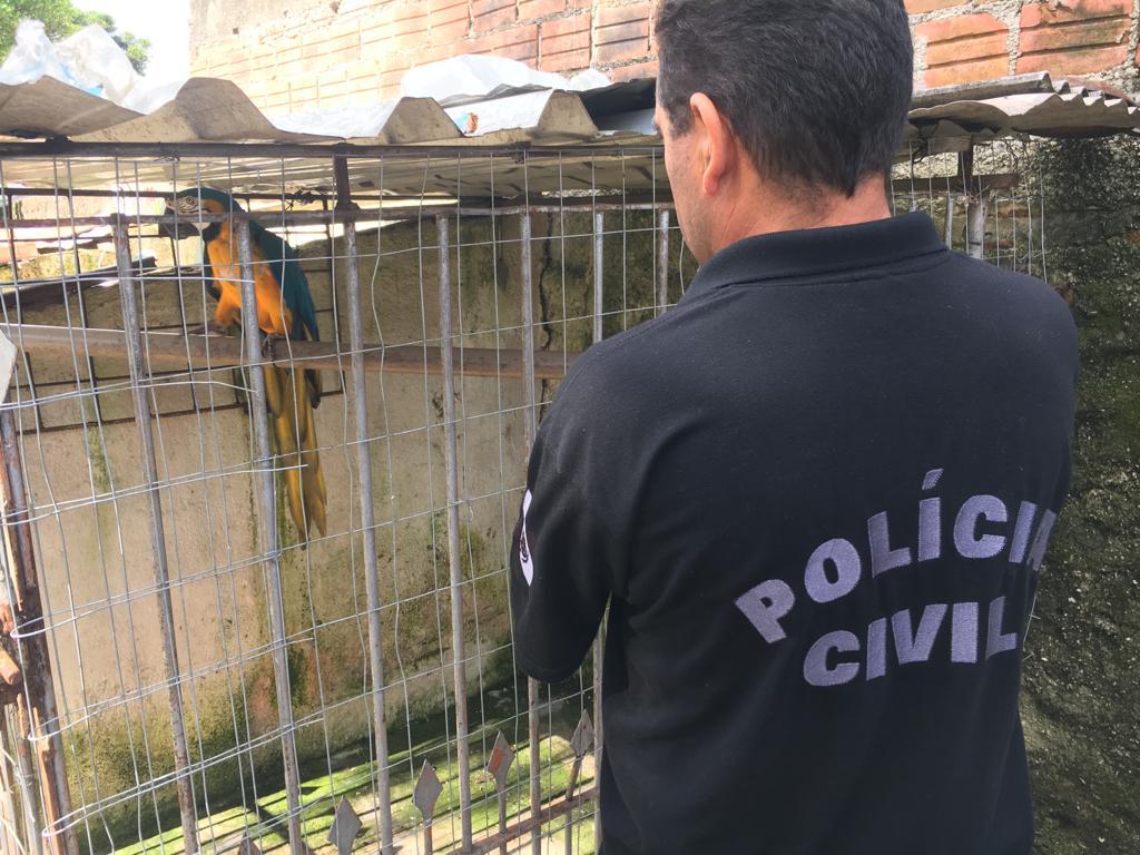  250 animais silvestres são apreendidos em três meses na Grande Curitiba