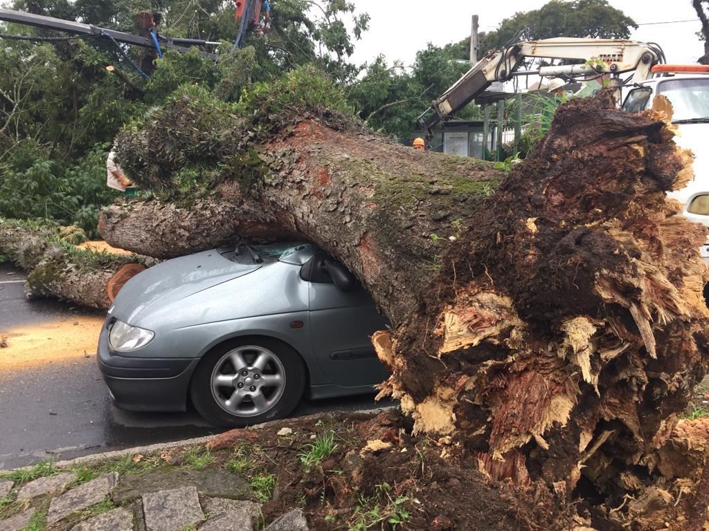  Queda de árvore destrói carro e deixa trânsito bloqueado no Bacacheri
