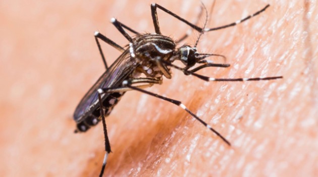  Saúde recebe capacitação para enfrentar chikungunya