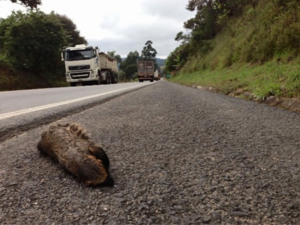  Paraná é um dos estados onde os animais mais são atropelados nas rodovias