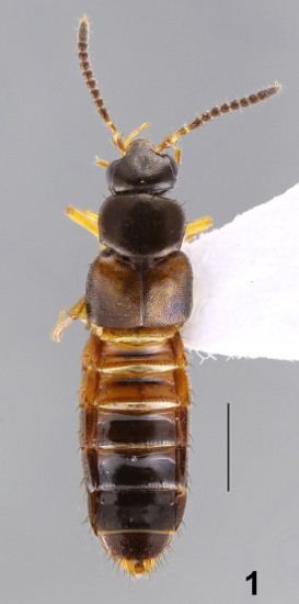  Pesquisadores da UFPR descobrem nova espécie de inseto em Palotina