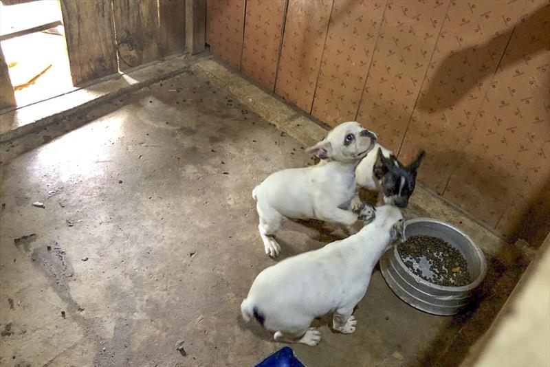  Cães de raça são resgatados em canil clandestino em Curitiba