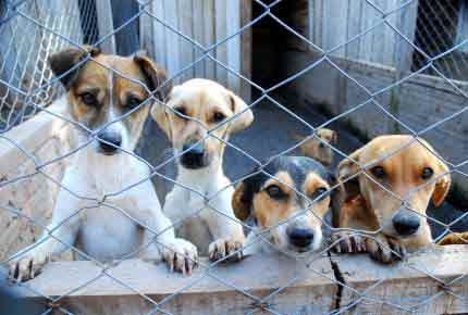  ONG promove bazar pela esterilização de animais de rua
