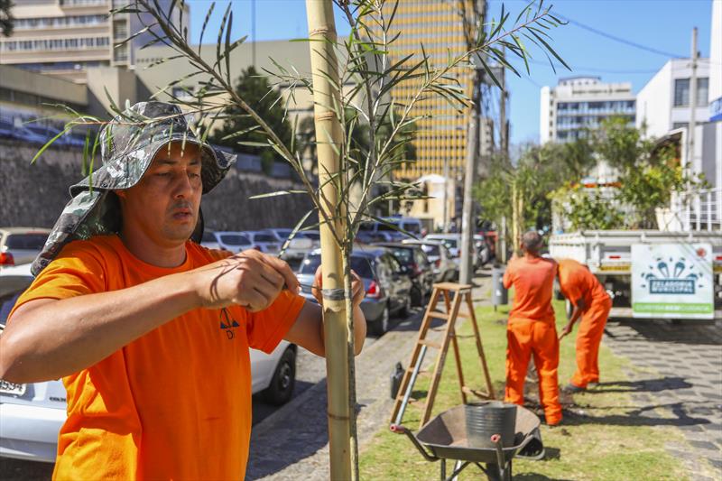  Curitiba ganhou quase 50 mil novas árvores no período de um ano e meio