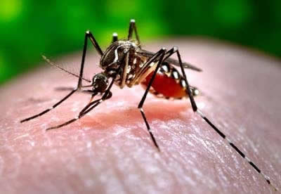  Paraná registra 27 novos casos da dengue
