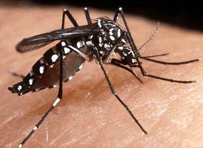  Mesmo com redução no número de casos, dengue atinge muitos municípios do Paraná