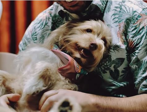  Com vídeo sobre adoção animal, banda curitibana viraliza nas redes sociais em clipe de lançamento