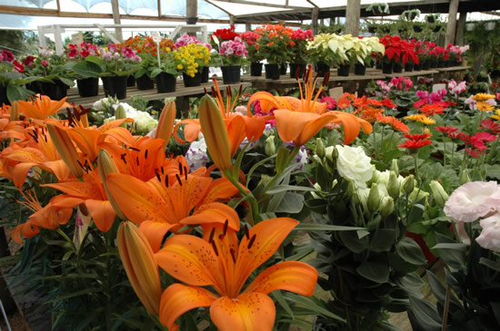  Dia das mães: Venda de flores cresce na comparação com 2011