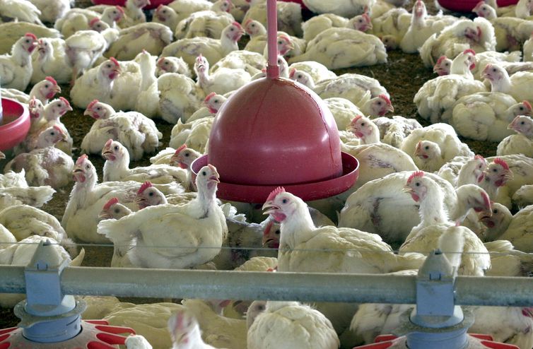  Medidas anunciadas por governo chinês podem prejudicar exportação de carne de aves do Paraná
