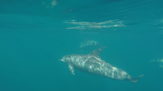  Centro de Estudos do Mar registra aparição rara de duas espécies de golfinhos no Paraná