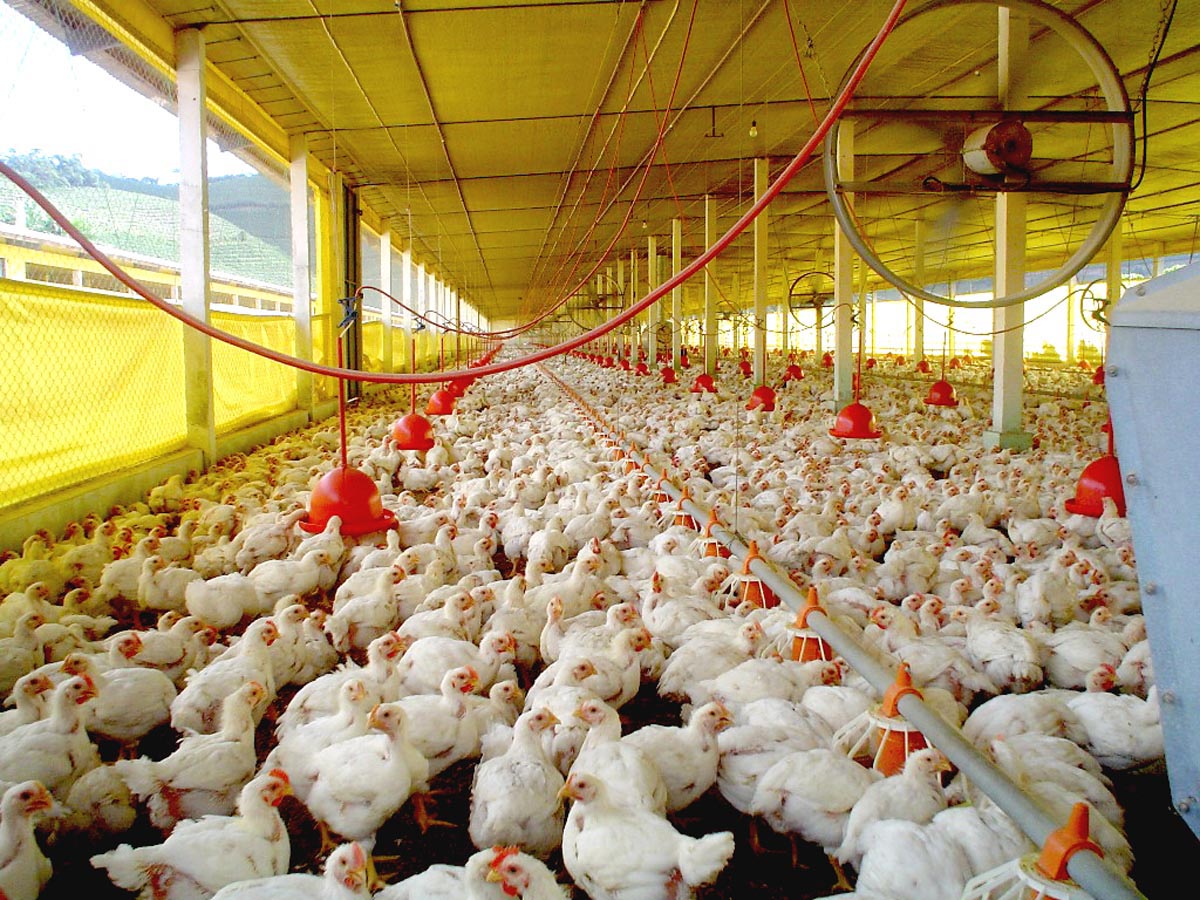  PR lidera venda de carne de frango para outros países