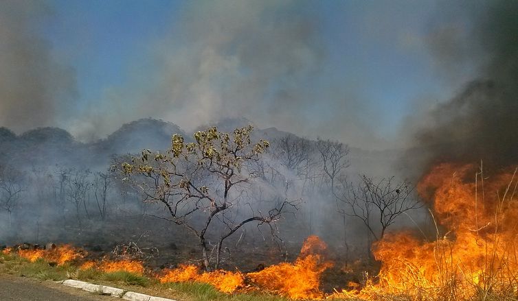  Número de incêndios florestais aumentam 44% em relação a 2017