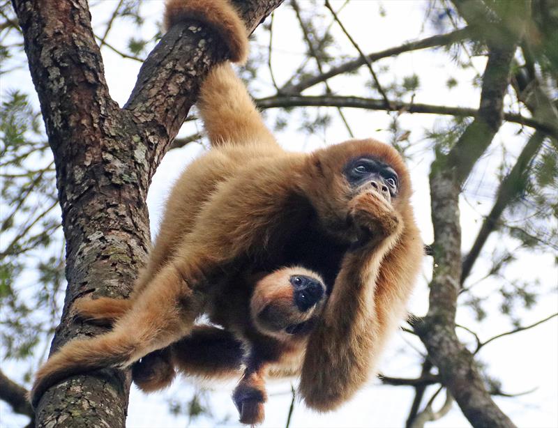  Espécie de macacos ameaçada de extinção se reproduz em zoológico de Curitiba