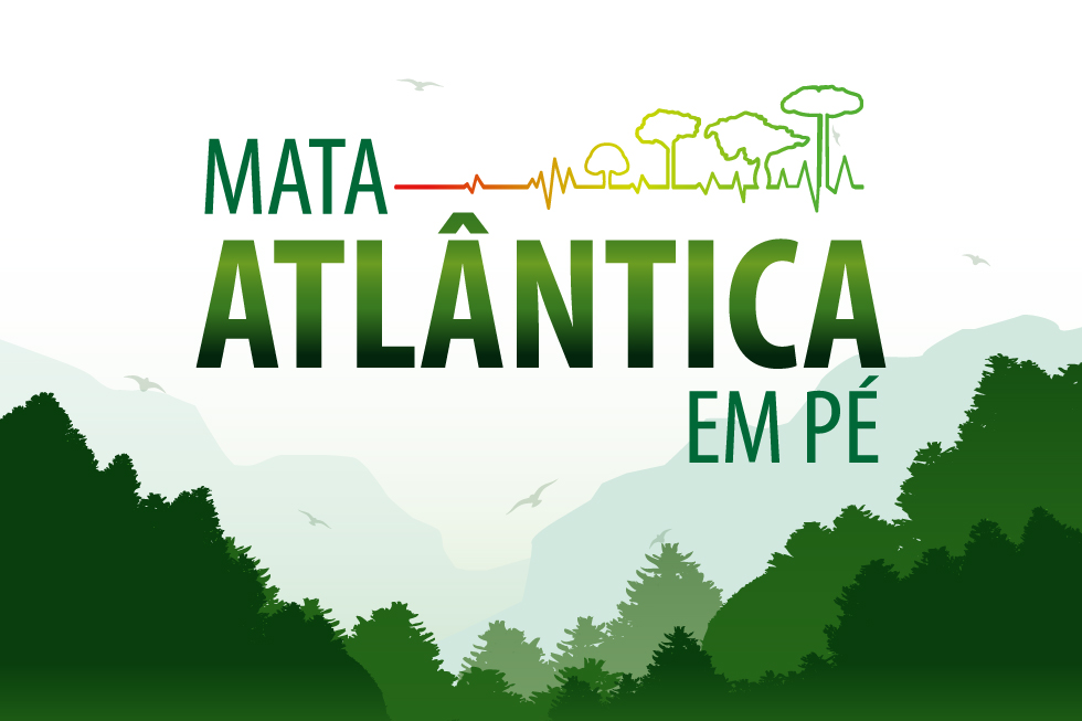  Operação de combate ao desmatamento na Mata Atlântica é realizada no Paraná e mais 14 estados