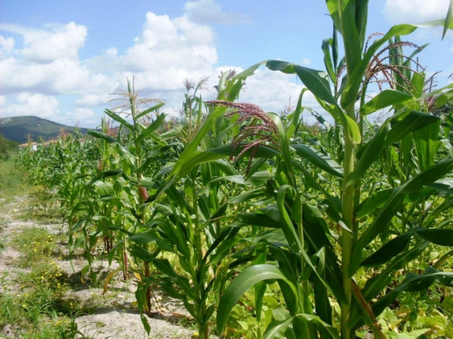  Geadas ainda não prejudicam plantações do Paraná