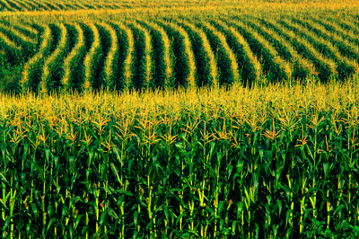  Paraná é responsável por quase metade da produção nacional de milho
