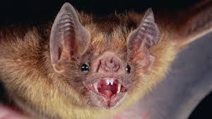  Saúde alerta para que população vacine animais contra raiva e evite contato com morcegos