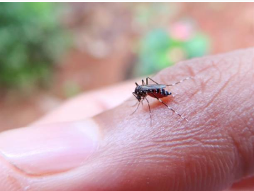  Após sete anos, Foz do Iguaçu confirma primeiro caso de malária contraído na cidade