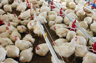 Produção de frango cresce no Paraná