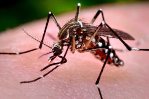 Curitiba registra o primeiro caso de transmissão de dengue