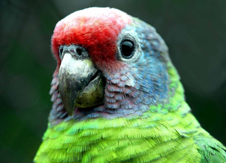  Repense BandNews: aves ameaçadas de extinção no Paraná