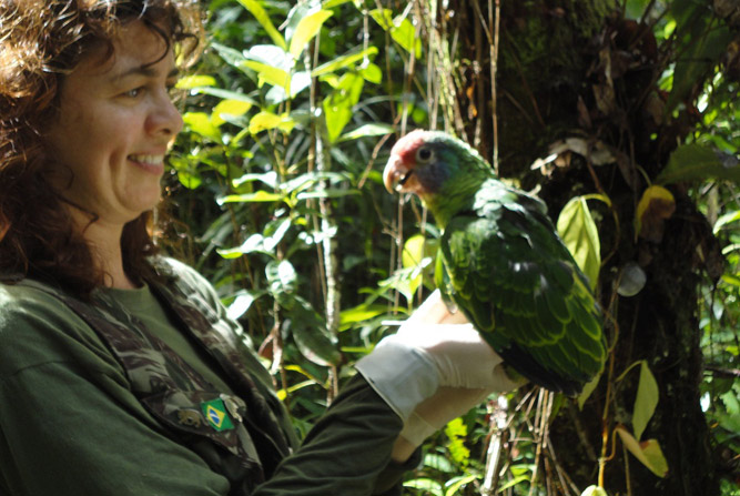  Paraná concentra 80% da população de papagaio-de-cara-roxa do país