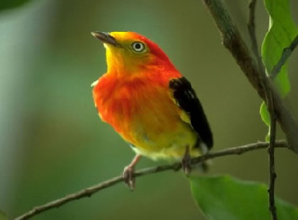  Ibama apreende 103 pássaros silvestres em Cascavel