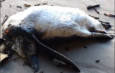  Pinguins aparecem mortos na Ilha do Mel