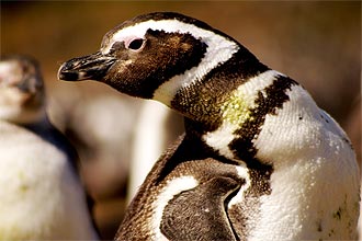  Pinguins são resgatados no litoral do PR