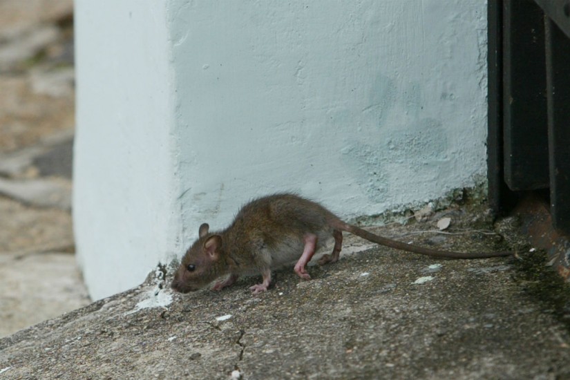  População pede controle de ratos no Centro de Curitiba