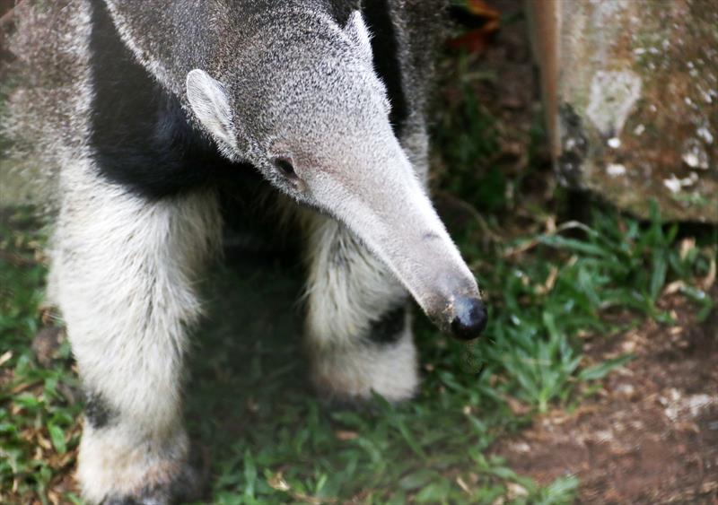  Tamanduá-bandeira é nova moradora do Zoológico de Curitiba