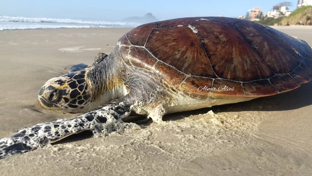  UFPR registra mais de mil encalhes de animais em um mês nas praias do Paraná